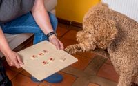 Training von Schulhunden in Küssaberg für Therapiebegleitungen